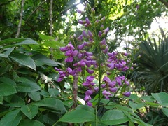 Lonchocarpus longistylus