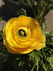 Angiospermae