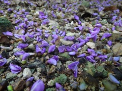 Lonchocarpus longistylus