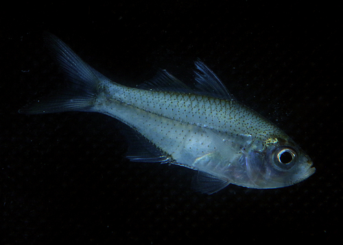 Vachell's glassfish (Ambassis vachellii) — Ambassidae — 4