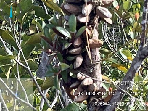 Malayan Urn Vine (Dischidia major)