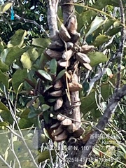 Dischidia major, photograph (c) 謝麗霦, some rights reserved (CC BY)
