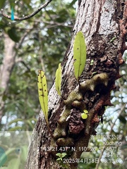 Lecanopteris sinuosa