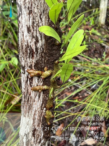 Lecanopteris sinuosa, photograph 2