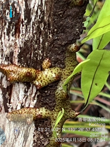Lecanopteris sinuosa, photograph 3