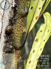 Lecanopteris sinuosa, photograph (c) 謝麗霦, some rights reserved (CC BY)