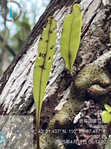 Lecanopteris sinuosa, photograph 5