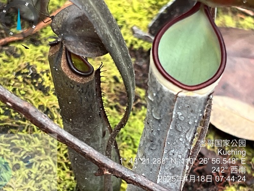 Nepenthes albomarginata