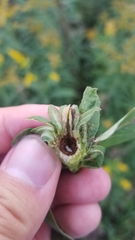 Procecidochares atra