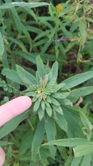 Procecidochares atra