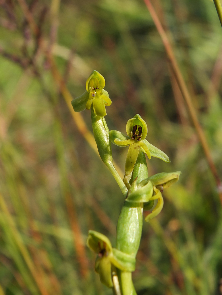 Habenaria barnesii