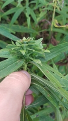 Procecidochares atra