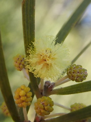 Acacia elongata, photograph Jean-Paul Boerekamps, CC0, iNaturalist via GBIF
