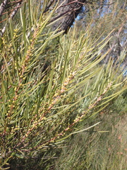Acacia elongata, photograph Jean-Paul Boerekamps, CC0, iNaturalist via GBIF