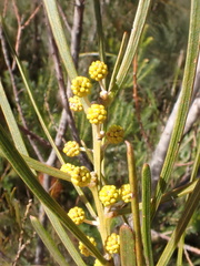 Acacia elongata, photograph Jean-Paul Boerekamps, CC0, iNaturalist via GBIF