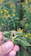 Procecidochares atra