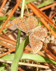 Image of Calephelis virginiensis