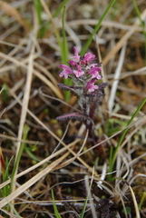 Pedicularis hirsuta
