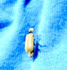 Epicauta heterodera