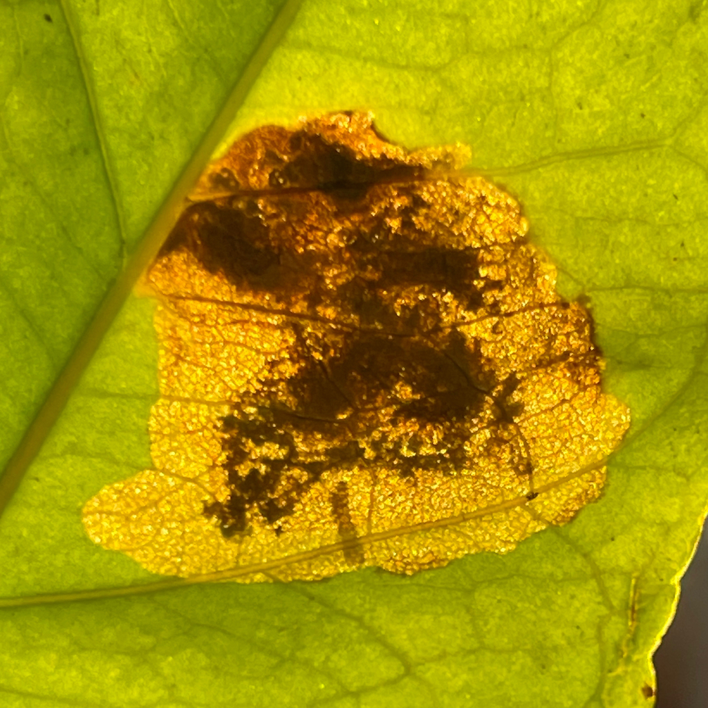 Leucoptera coffeella