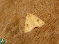 Scolecocampinae