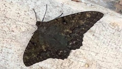 Ascalapha odorata