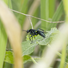 Anoplius amethystinus