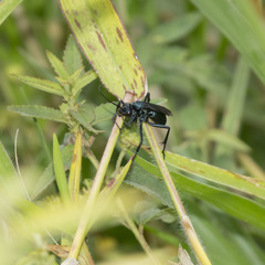 Anoplius amethystinus
