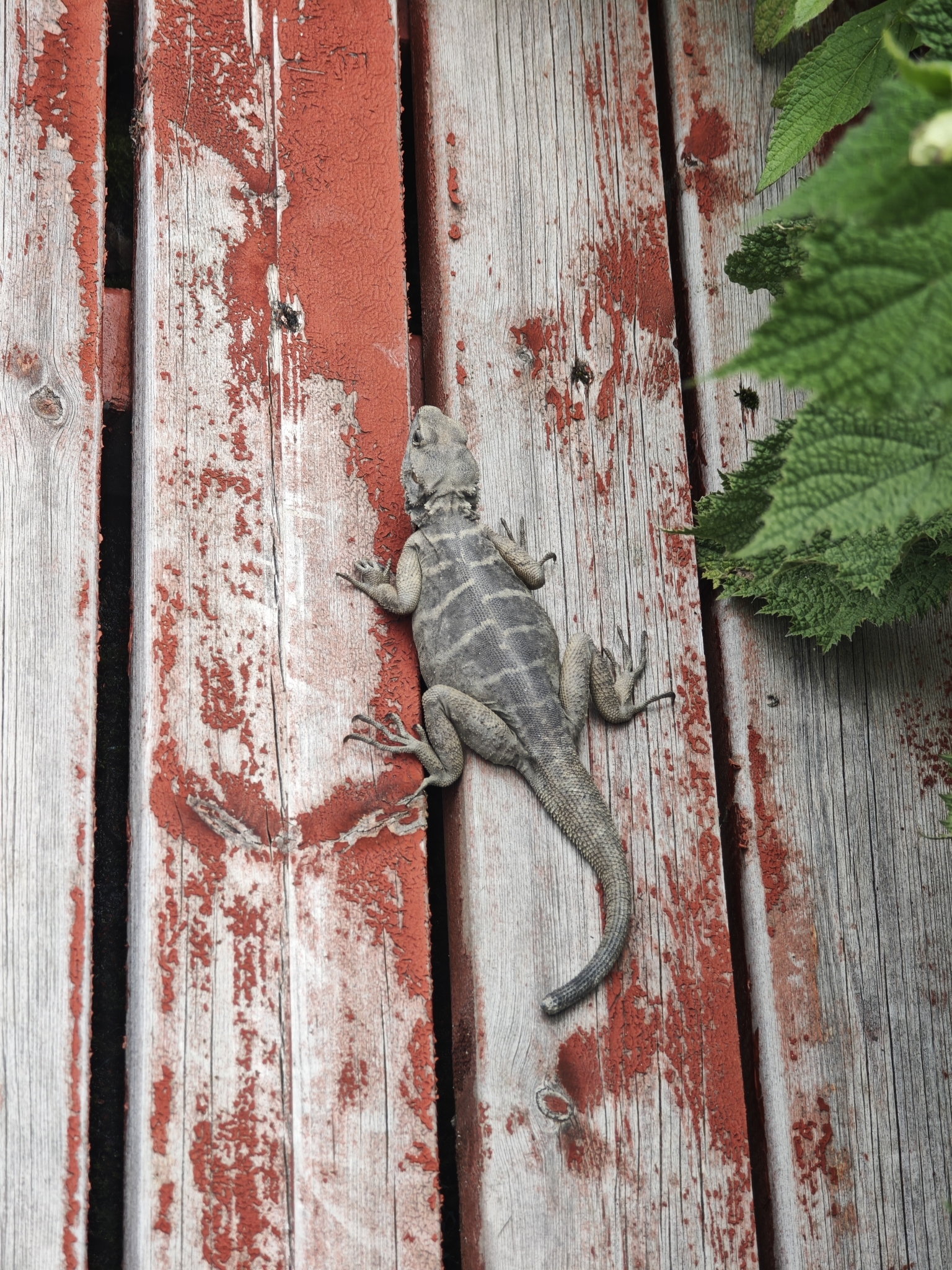 Wui's Rock Agama photo 5
