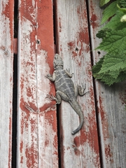 Wui's Rock Agama photo 1