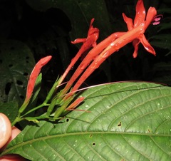 Ruellia haenkeana