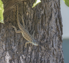 Tropidurus torquatus