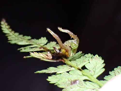 Athyrium strigillosum iNat (1)