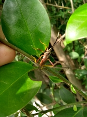 Holhymenia histrio
