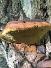 Phellinus everhartii