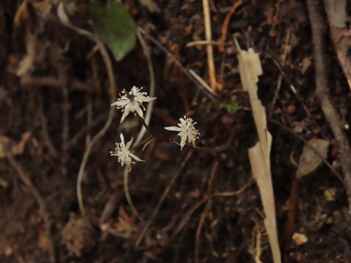 Coptis japonica iNat (3)