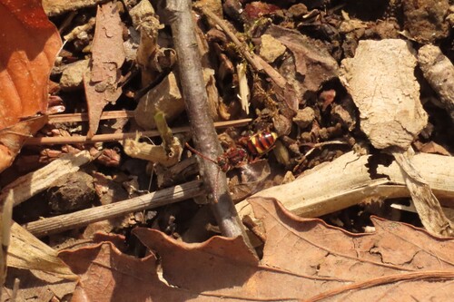Nomada harimensis