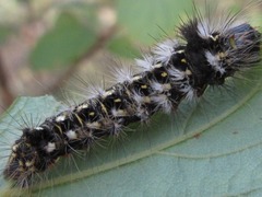 Acronicta rumicis