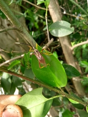 Holhymenia histrio