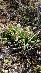 Plantago uniglumis