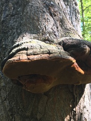 Phellinus everhartii