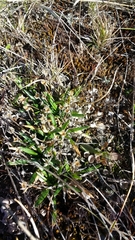 Plantago uniglumis
