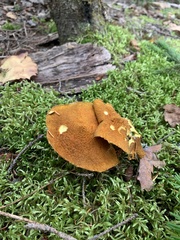Suillus ampliporus