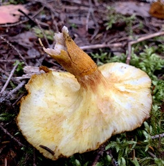 Suillus ampliporus