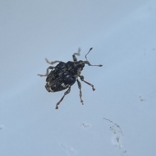 Small Nettle Weevil, 1791 LD Den Burg, Nederland, photo 8 of 10