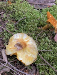 Suillus ampliporus