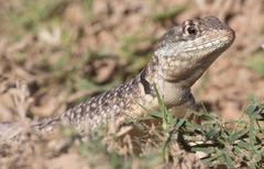 Tropidurus torquatus
