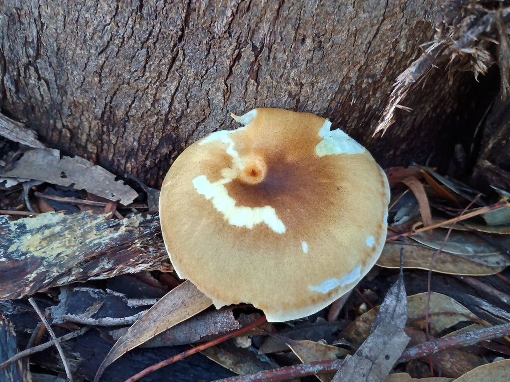 Omphalotus nidiformis · July 2025 · photo: © grampianshiker (iNaturalist, cc-by)