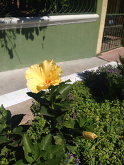 Hibiscus rosa-sinensis