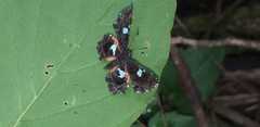 Calydna sturnula